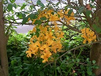 ショウキズイセン