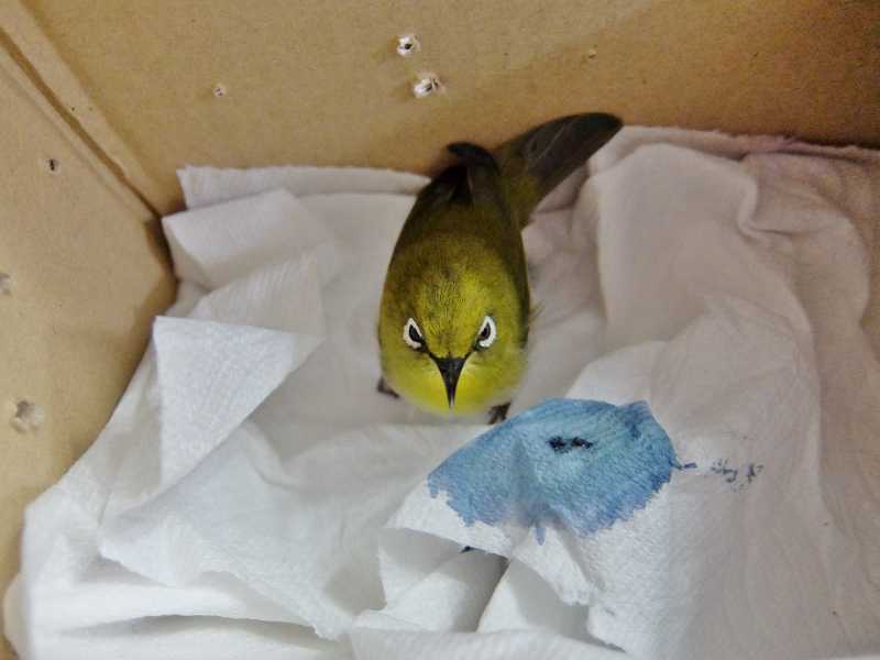 メジロ 鳥 目白 保護 怪我 窓 飼育 禁止