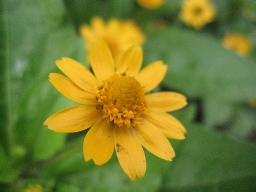 IMG_9654.JPG