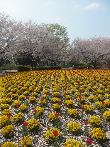 花びらじゅうたん