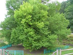 DSCN5880-w256.jpg