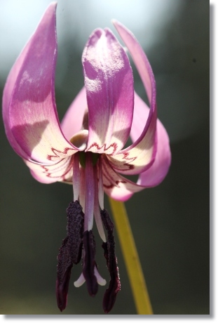 樹木公園-14 カタクリ-1 14.4.2