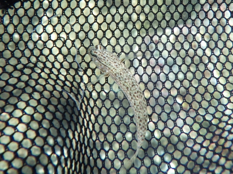 串本磯採集2016年9月中旬26　クツワハゼ（Istigobius campbelli）