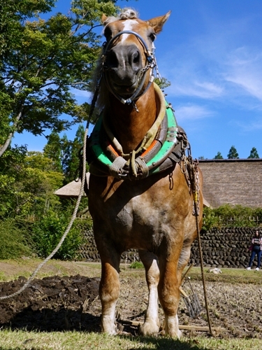 馬のどや顔