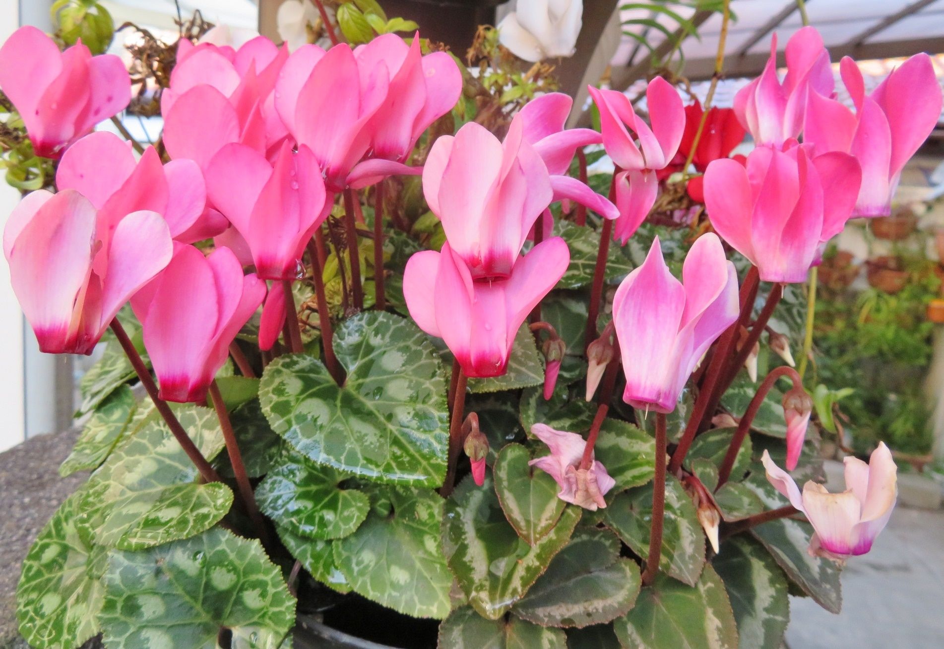 3ページ目の 我家で咲く花たち だい のひとりごと 楽天ブログ 3ページ目の 我家で咲く花たち だい のひとりごと 楽天ブログ