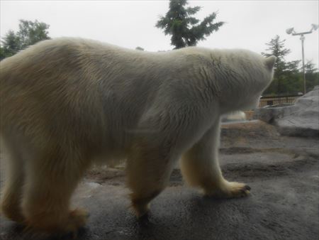 旭山動物園