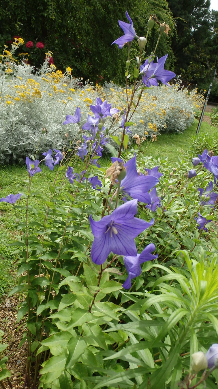 150703キキョウ３.jpg