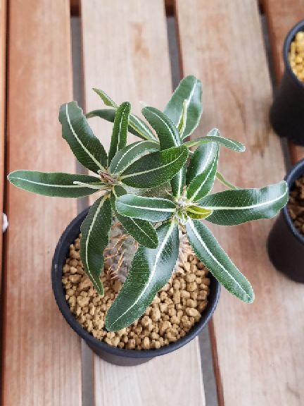 アデニウムの葉っぱが枯れてきたぞ デルオの多肉日記 楽天ブログ