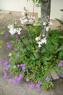 P1030399ss.jpg