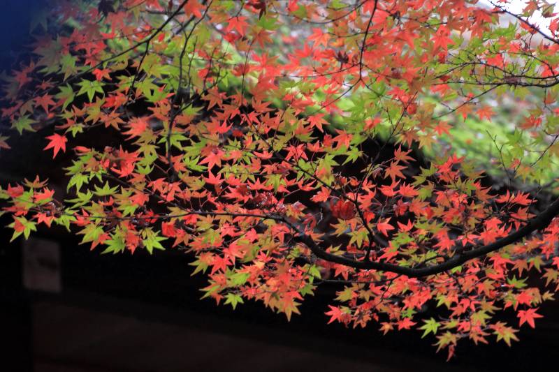 常寂光寺_010.jpg