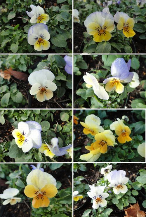 「ソルベオレンジYTT」