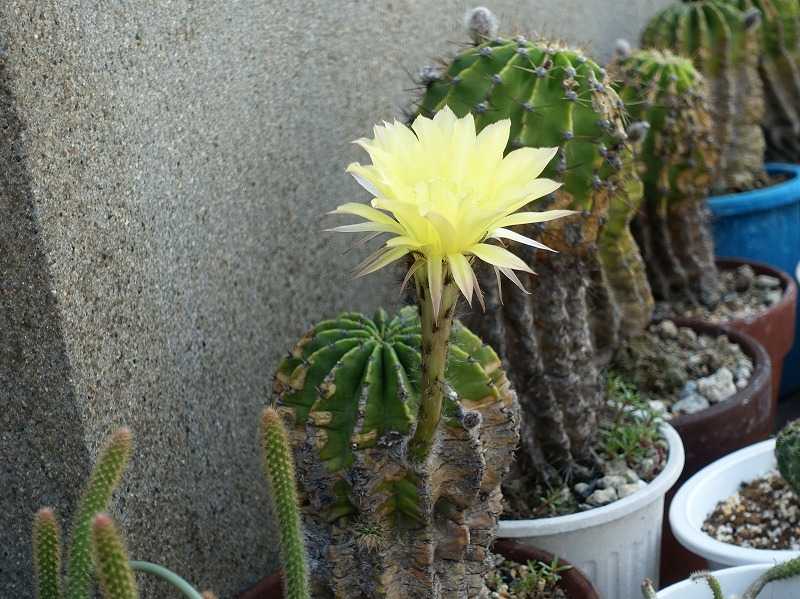 5月25日 今日の一花 その２ サボテン カセイマル 花盛丸 Gazengamaのブログ 散歩中に出合った花と趣味の陶芸作品 楽天ブログ