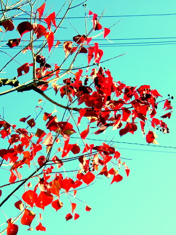 歩道の紅葉-2