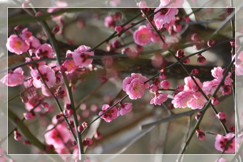 梅　ピンク八重咲き２-2.jpg