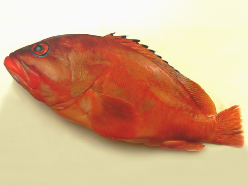 アカハタ　魚　寿司.jpg