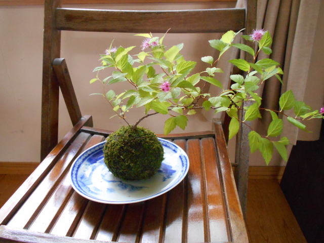 苔玉ツゲ.JPG