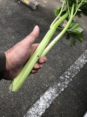 軟白してこそ真のセロリ | 非常識な家庭菜園 - 楽天ブログ
