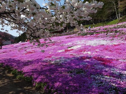 芝桜と八重桜