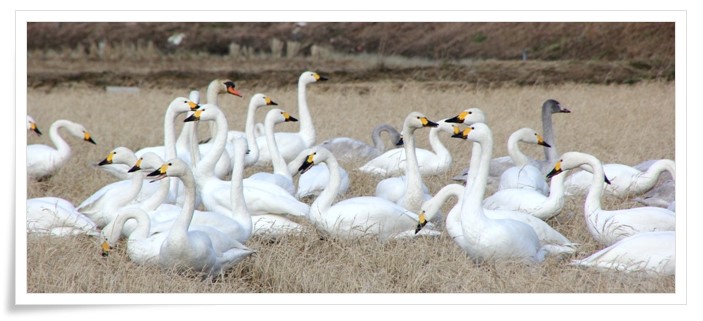 才田・ハクチョウ-7 14.12.23