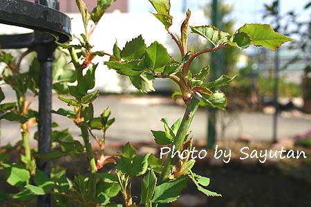 ラレーヌヴィクトリア