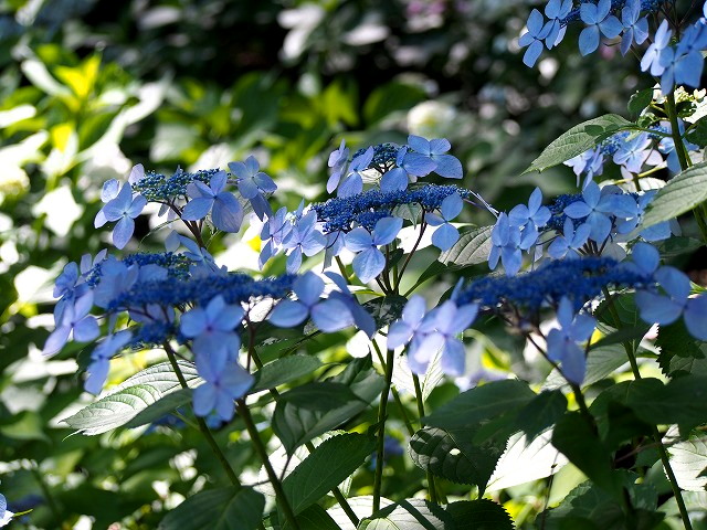 P6110433.jpg