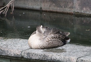 E7D_9157-2.jpg