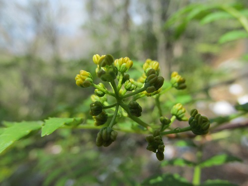 山椒の花