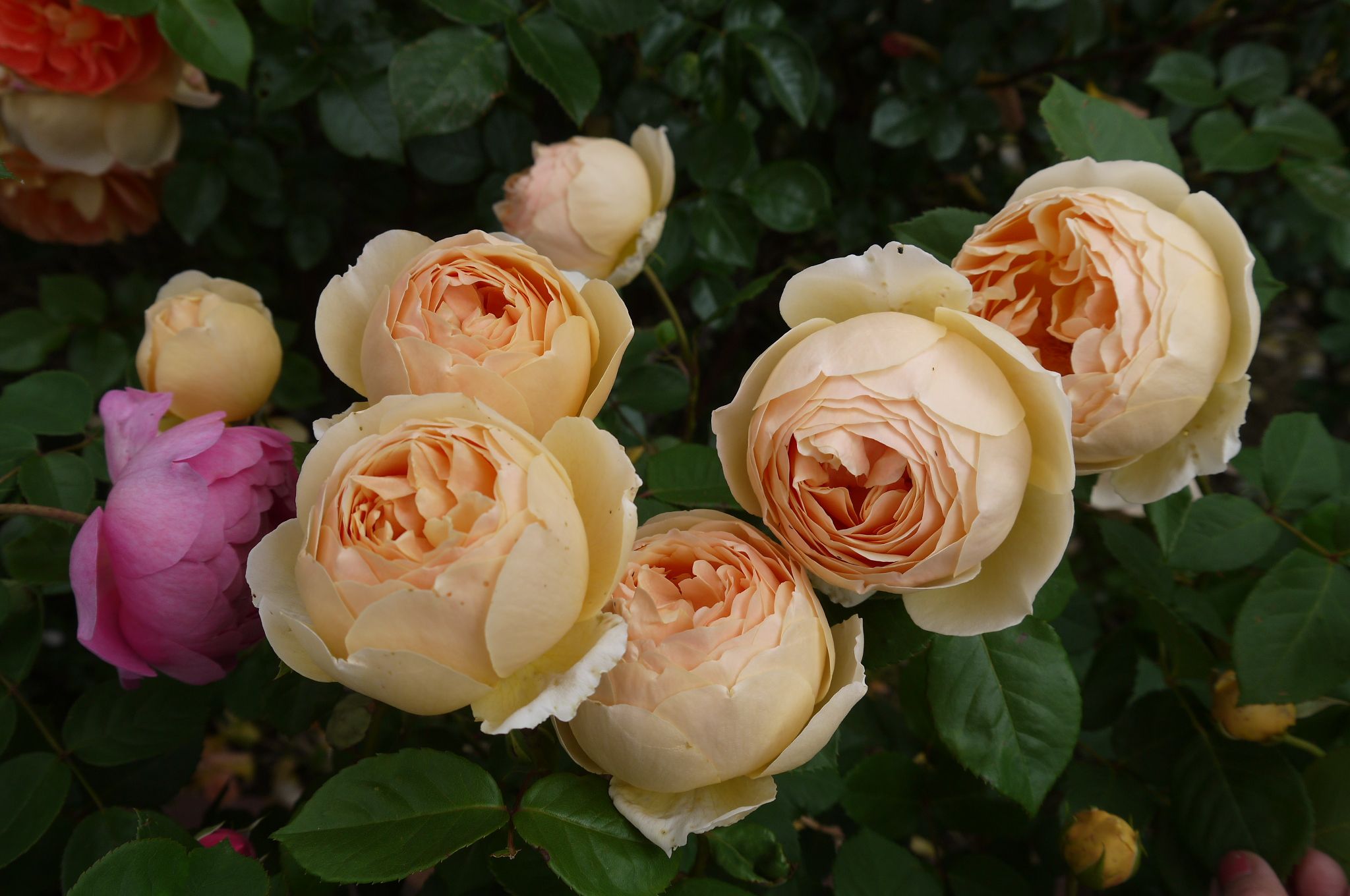 バラ風チョコレート ジュードディオブスキュア ロイヤルジュビリー バラの香る庭へようこそ 楽天ブログ