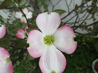 IMG_9924ss.jpg