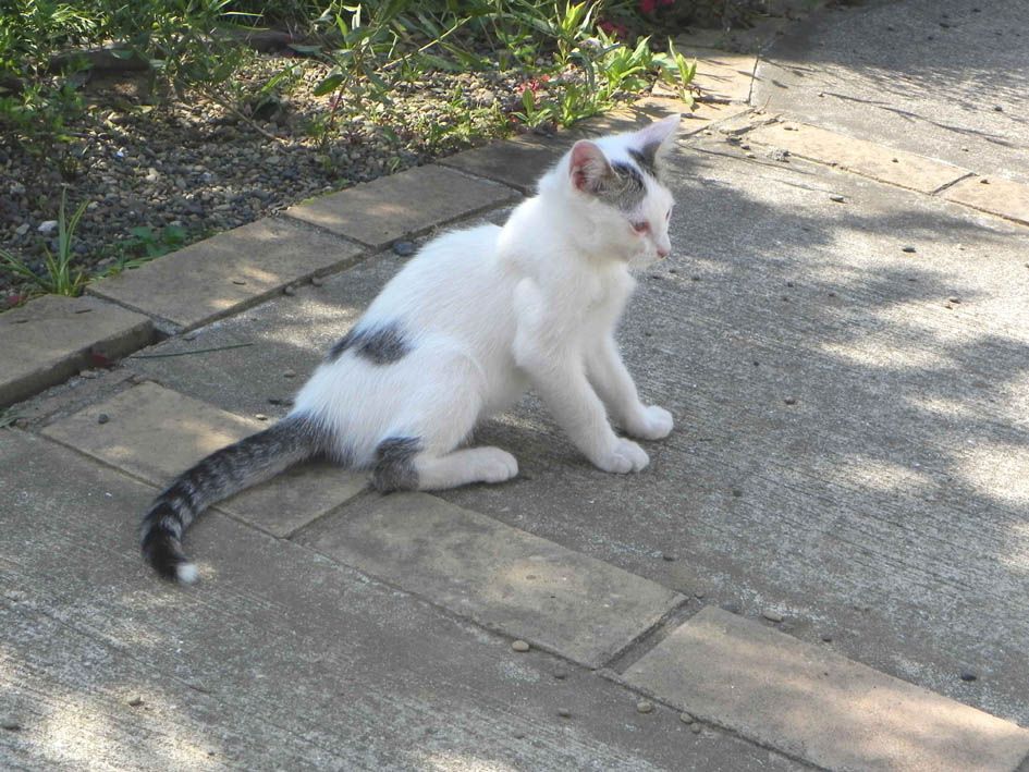 病気の子猫を保護 ４ 玄関番猫 おかしな世界 楽天ブログ
