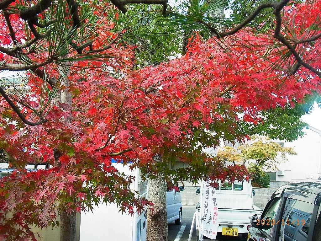 紅葉結婚式