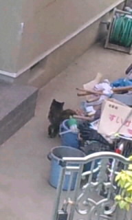 猫３.jpg