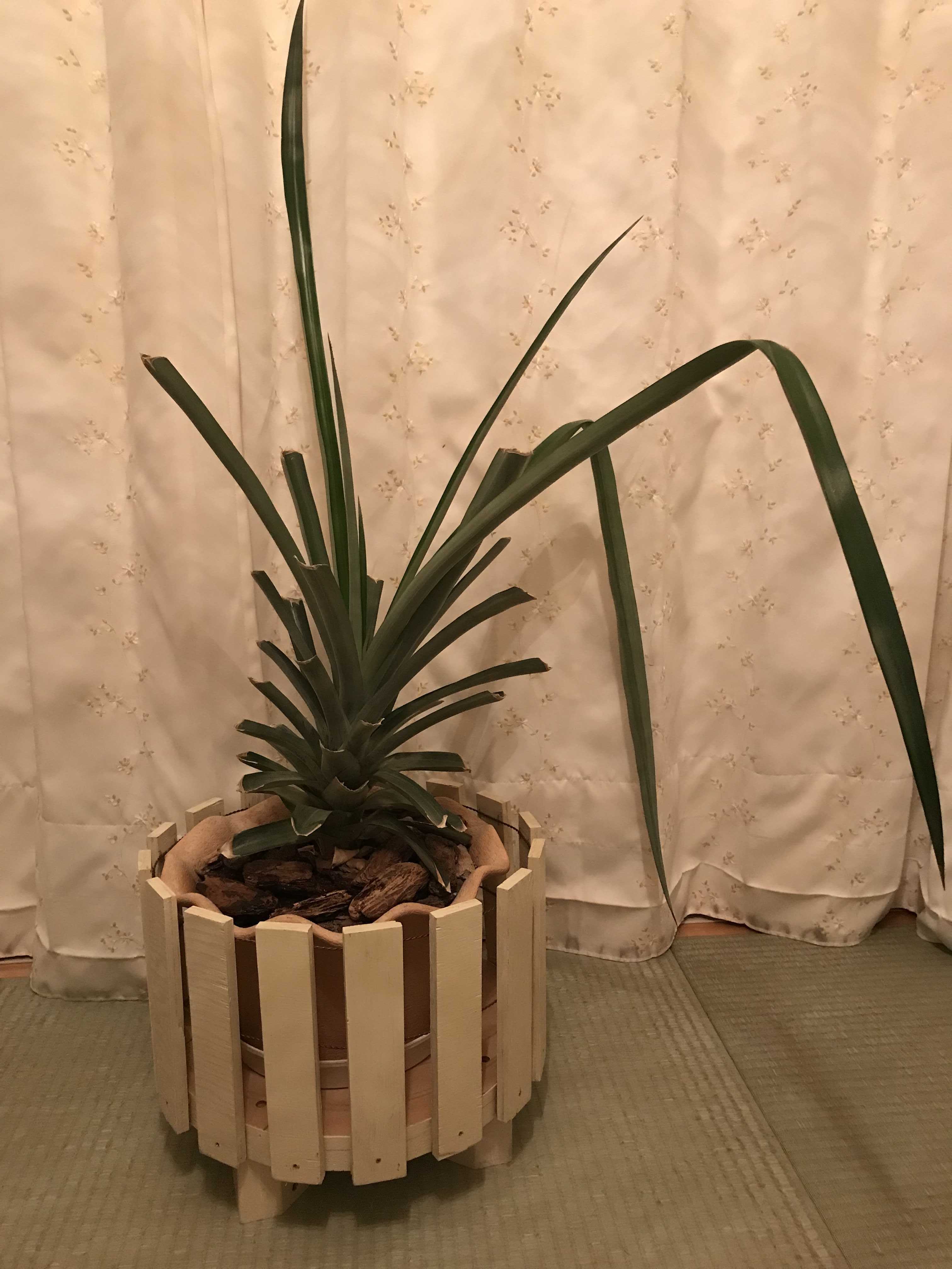 米 の とぎ汁 植物