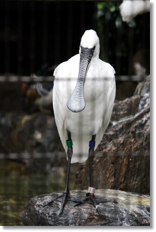 東京旅行-108 クロツラヘラサギ 13.10.5