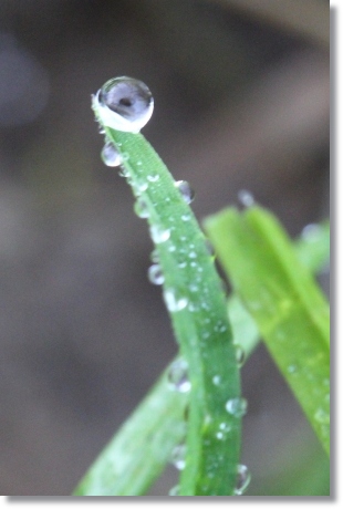 近所の畑-4 初霜が溶けて水滴に 13.12.9