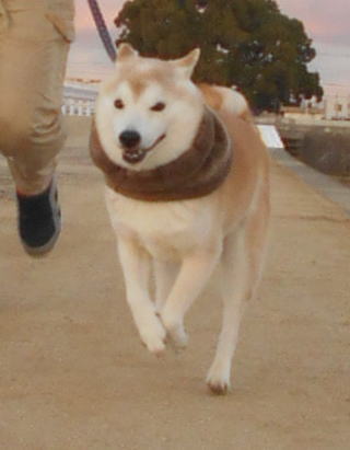 走る2.jpg