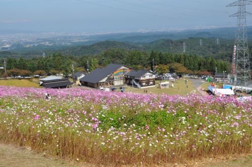 となみ　夢の平　コスモス