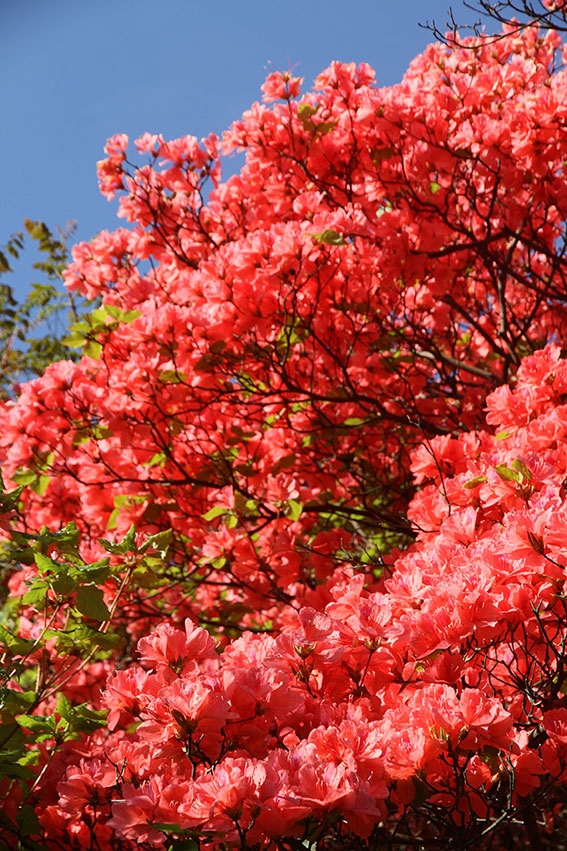 船窪つつじ公園-03♪