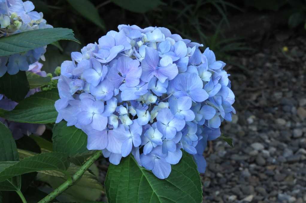 515