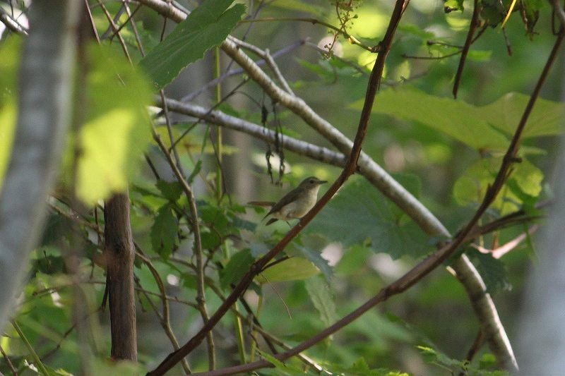 IMG_3056 (800x533).jpg