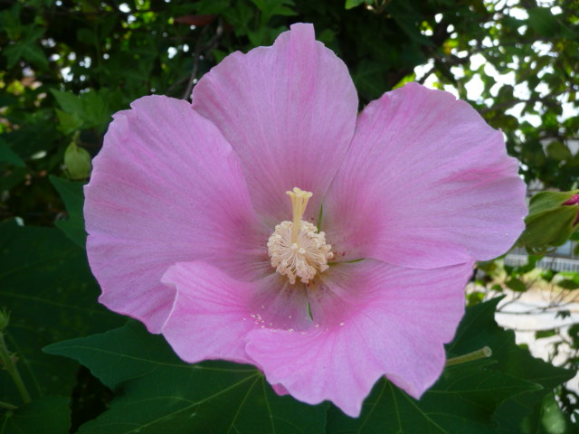 211 芙蓉