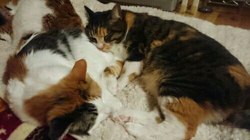 rblog-20170111164643-02.jpg
