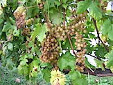 IMG_1874.JPG