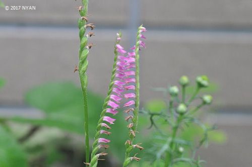 可愛らしい雑草 華のある暮らし Feat 徒然草 花の写真館 楽天ブログ