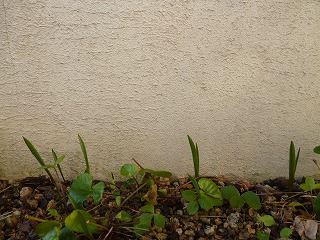 P1140192ss.jpg