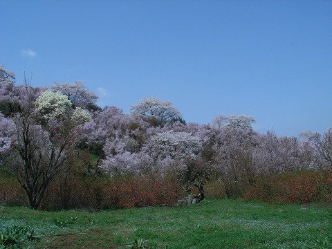 福島市・花見山2