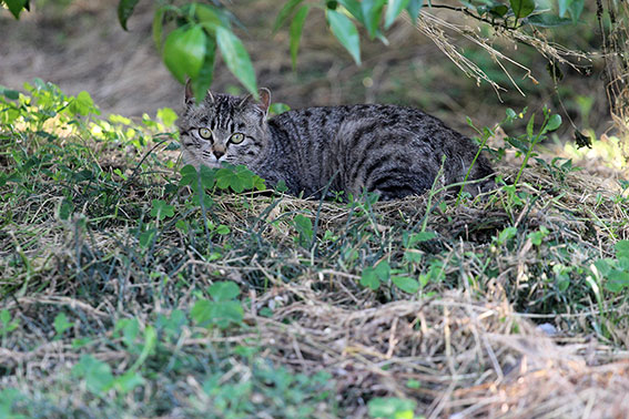 我が家のニャンコ♪2014/05/21-2