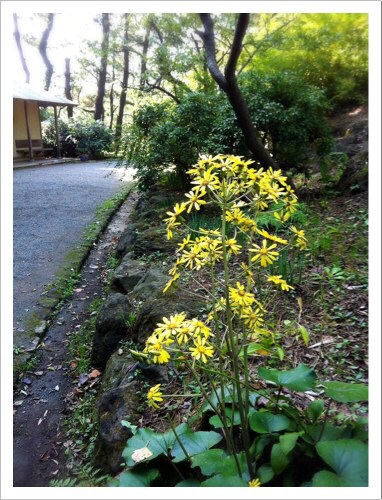 石蕗・三渓園