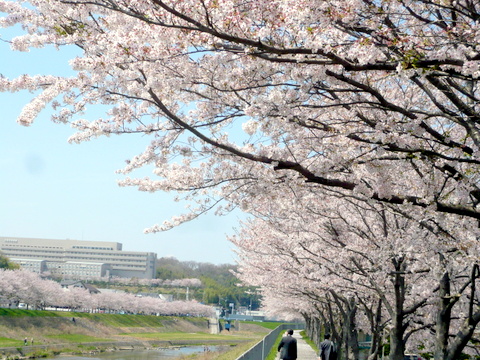 武庫川上流の桜並木