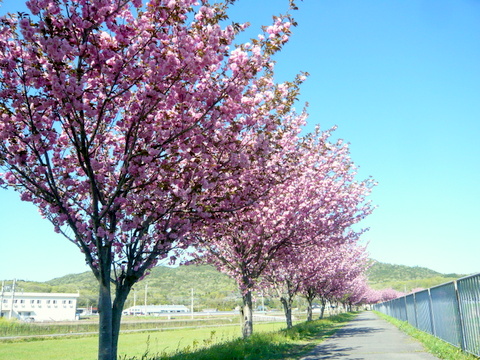 川上から見た八重桜の並木